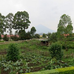 Crops in the garden