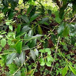 growing coffee to generate income